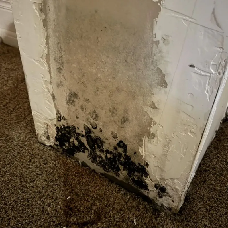 Professional Mold Removal in Deming, NM
